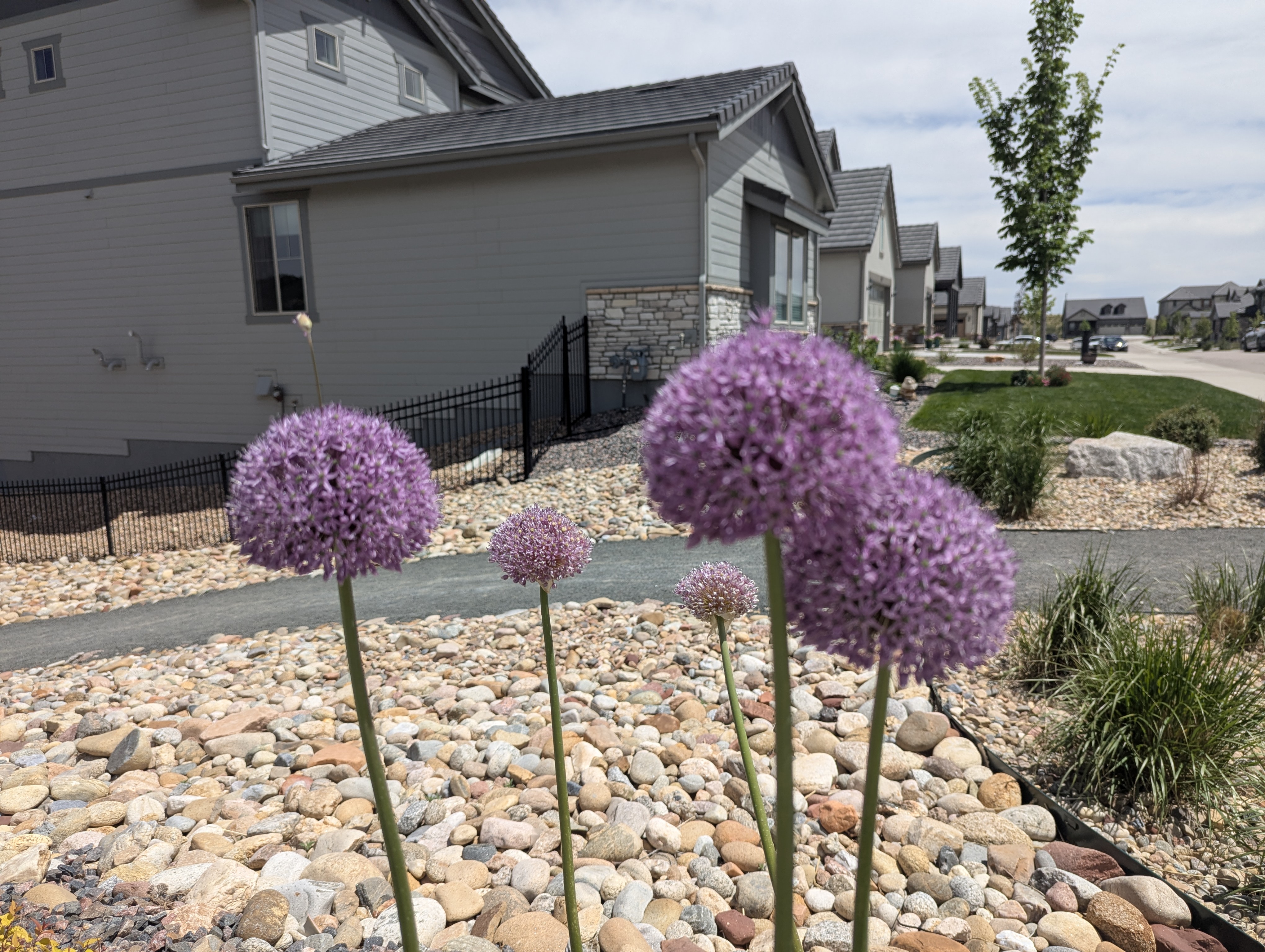 Garden, Flowers, Morrison, Colorado